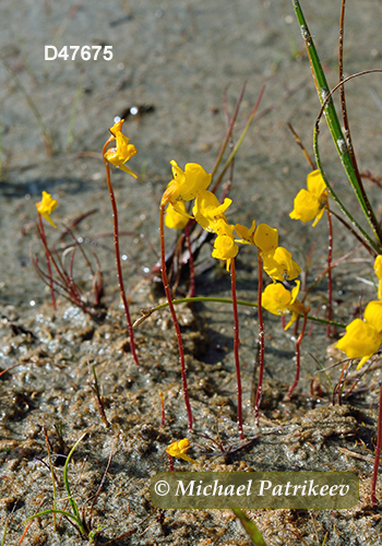 Horned Bladderwort (Utricularia cornuta)